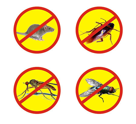 蟑螂是怎么生長(zhǎng)出來(lái)的？