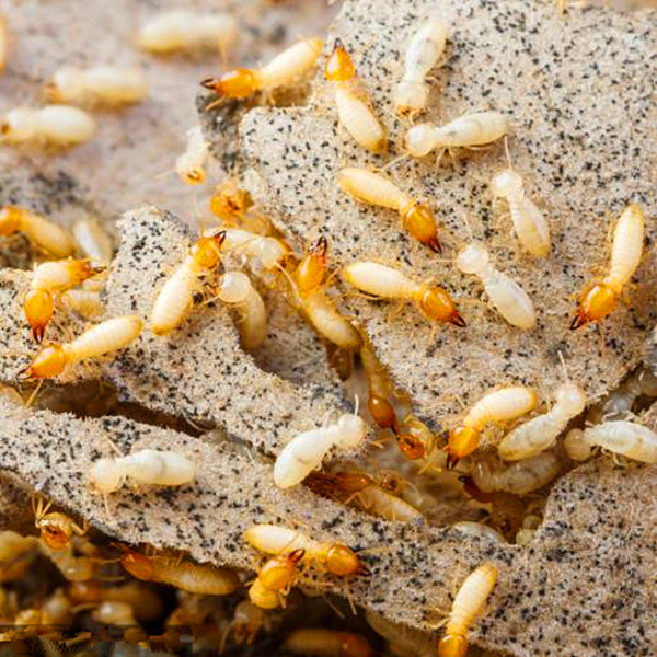 白蟻的危害及防治方法